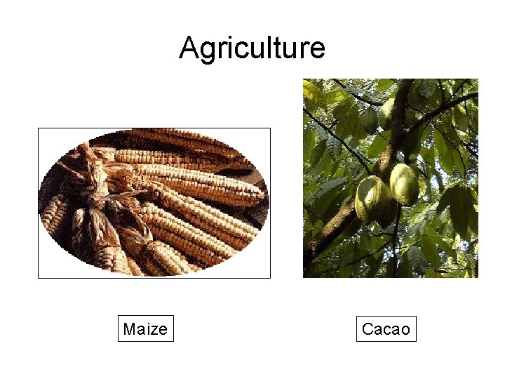 Agriculture Maize Cacao 