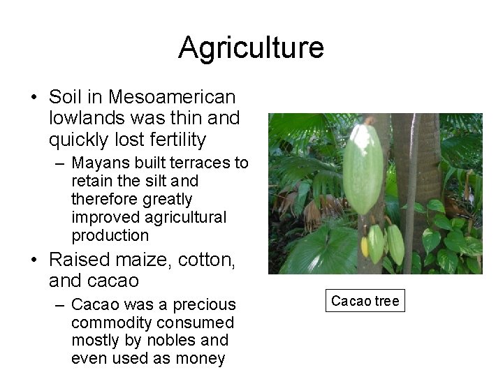 Agriculture • Soil in Mesoamerican lowlands was thin and quickly lost fertility – Mayans