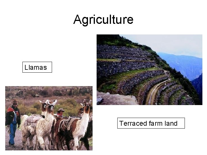 Agriculture Llamas Terraced farm land 