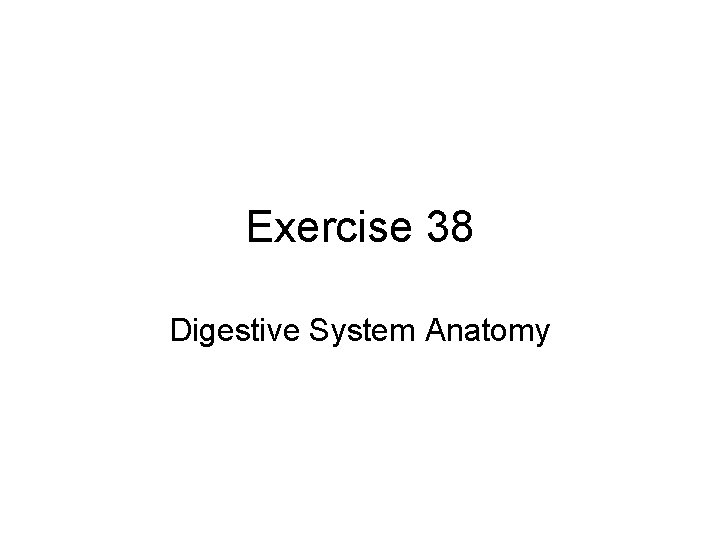 Exercise 38 Digestive System Anatomy 