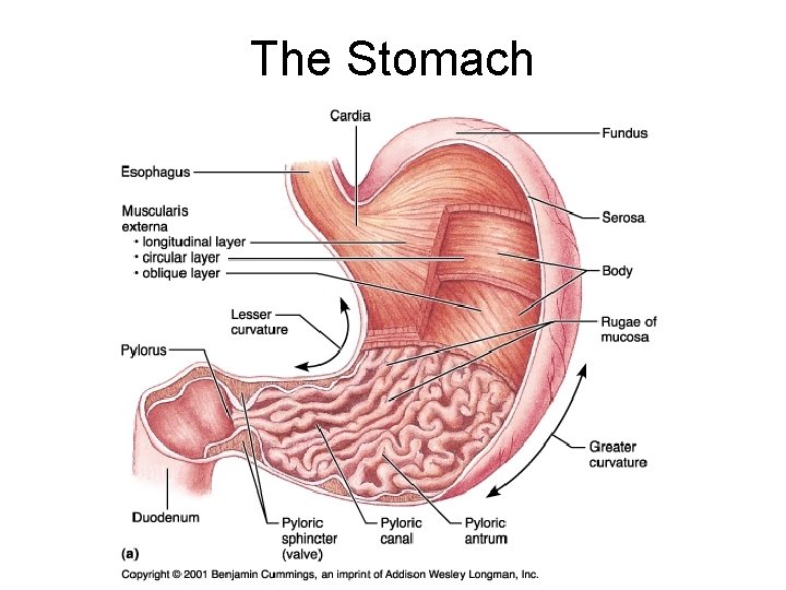 The Stomach 