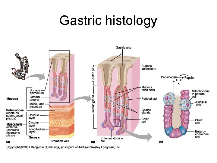 Gastric histology 
