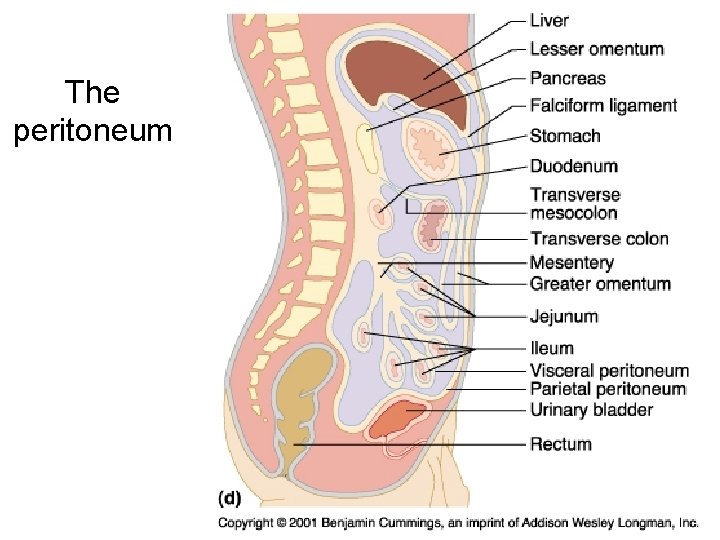 The peritoneum 