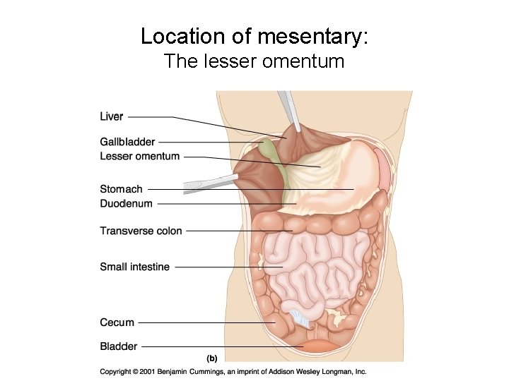 Location of mesentary: The lesser omentum 