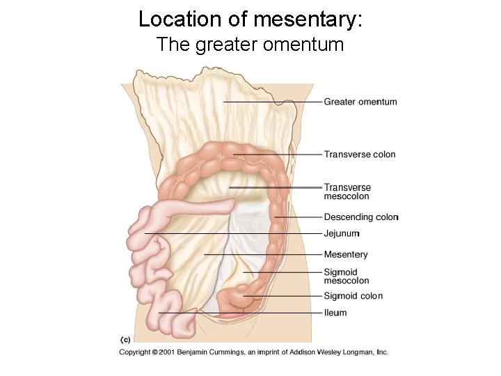 Location of mesentary: The greater omentum 