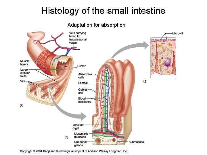 Histology of the small intestine Adaptation for absorption 