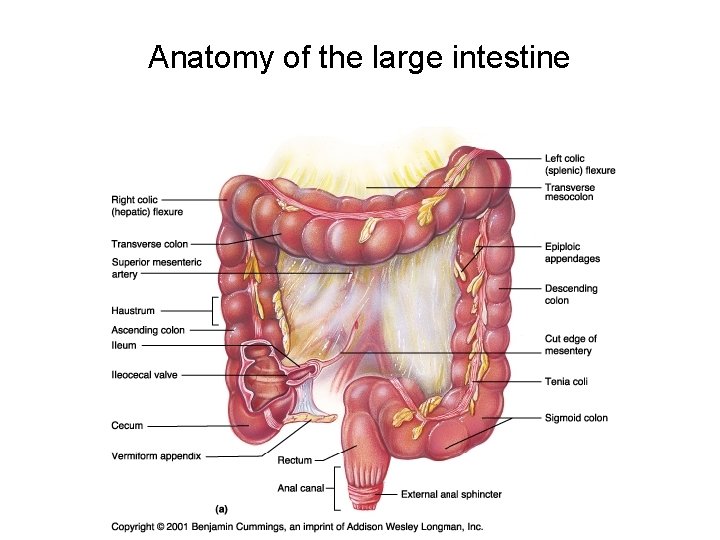 Anatomy of the large intestine 