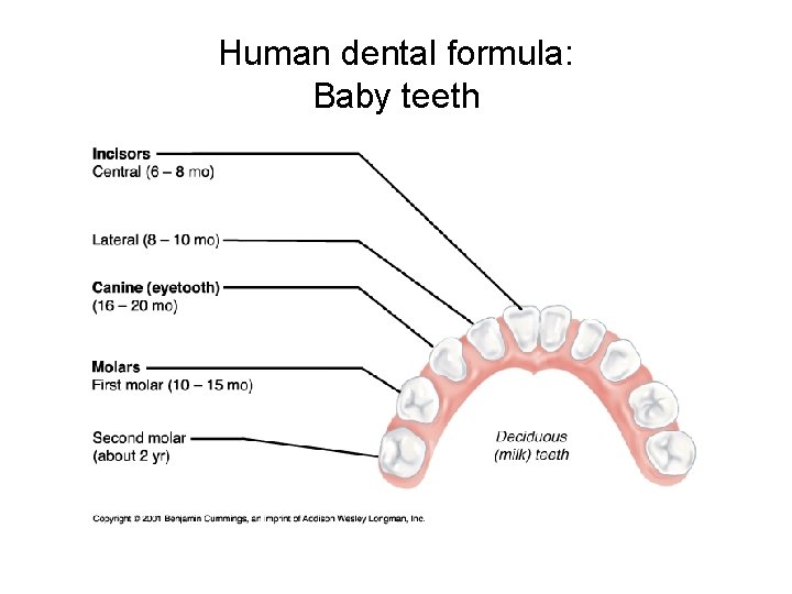 Human dental formula: Baby teeth 