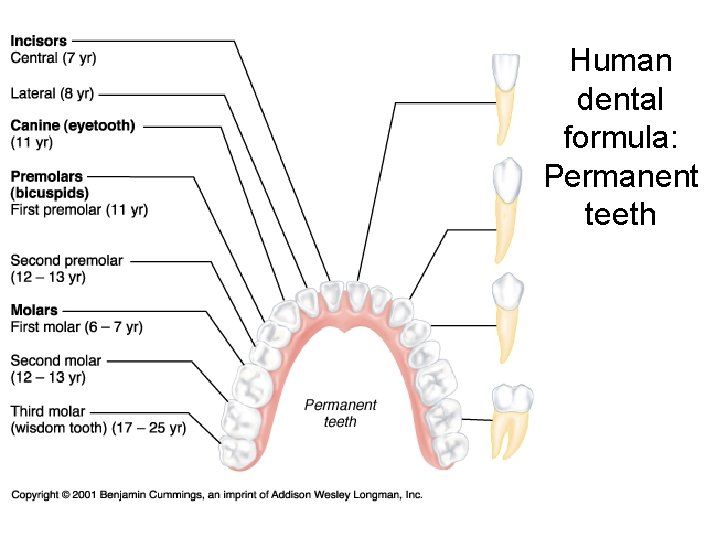 Human dental formula: Permanent teeth 