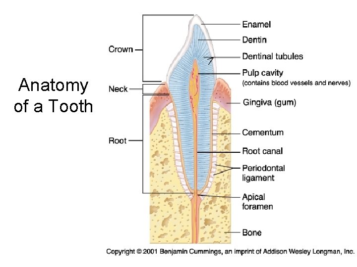 Anatomy of a Tooth 