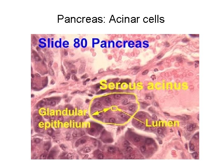 Pancreas: Acinar cells 