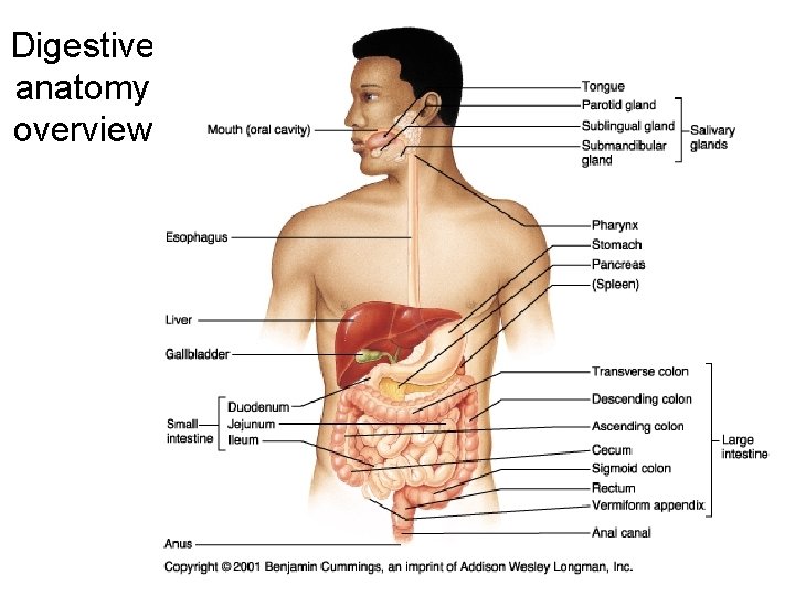 Digestive anatomy overview 