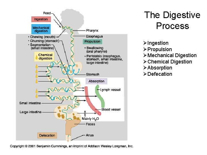 The Digestive Process ØIngestion ØPropulsion ØMechanical Digestion ØChemical Digestion ØAbsorption ØDefecation 