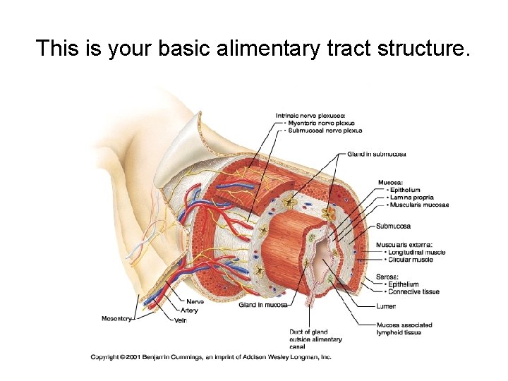 This is your basic alimentary tract structure. 