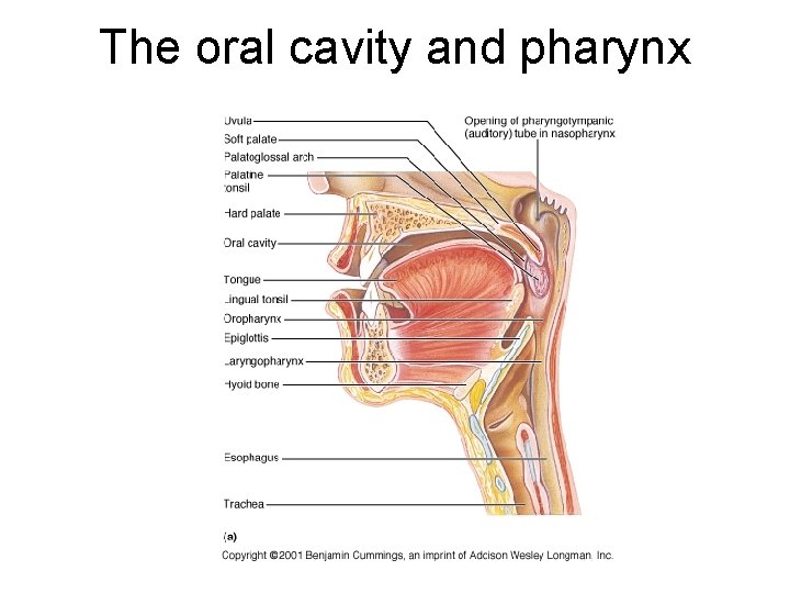 The oral cavity and pharynx 