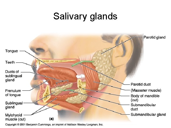 Salivary glands 