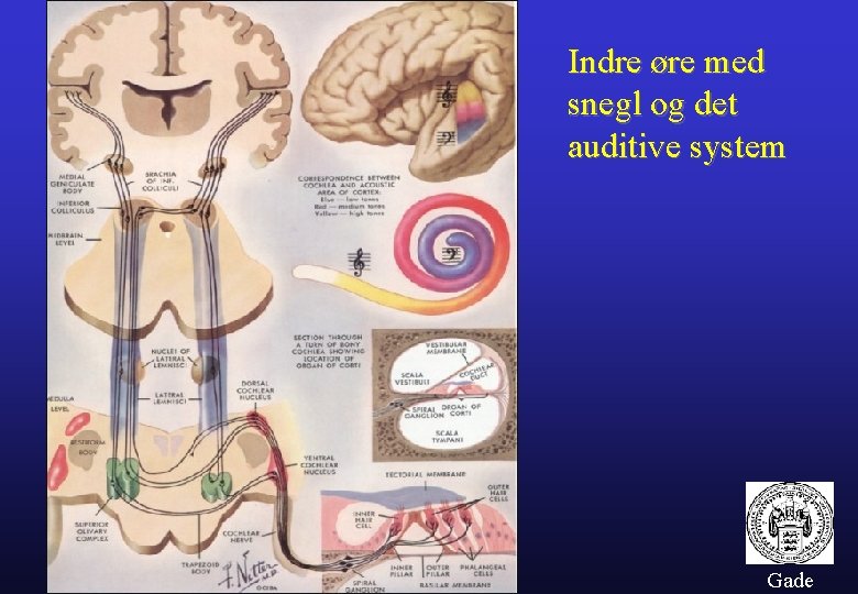 Indre øre med snegl og det auditive system Gade 