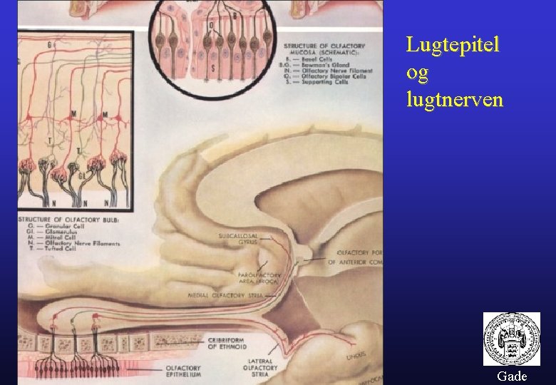 Lugtepitel og lugtnerven Gade 