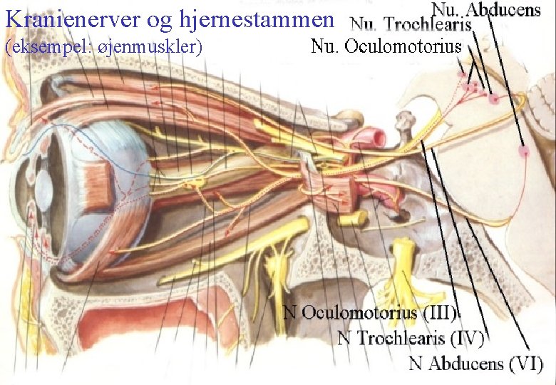 Kranienerver og hjernestammen (eksempel: øjenmuskler) Gade 