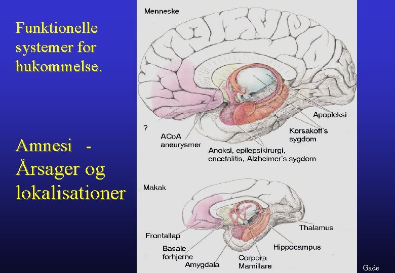 Funktionelle systemer for hukommelse. Amnesi - Årsager og lokalisationer Gade 