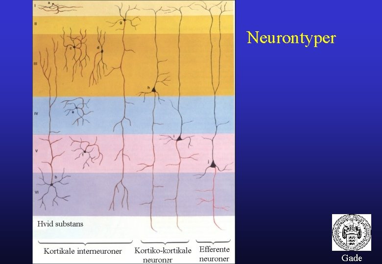 Neurontyper Gade 