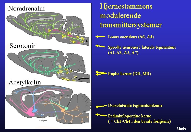 Hjernestammens modulerende transmittersystemer Locus coeruleus (A 6, A 4) Spredte neuroner i laterale tegmentum