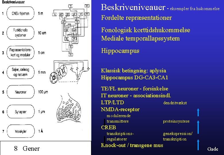 Beskriveniveauer - eksempler fra hukommelse Fordelte repræsentationer Fonologisk korttidshukommelse Mediale temporallapssystem Hippocampus Klassisk betingning:
