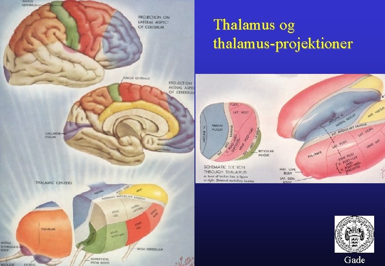 Thalamus og thalamus-projektioner Gade 