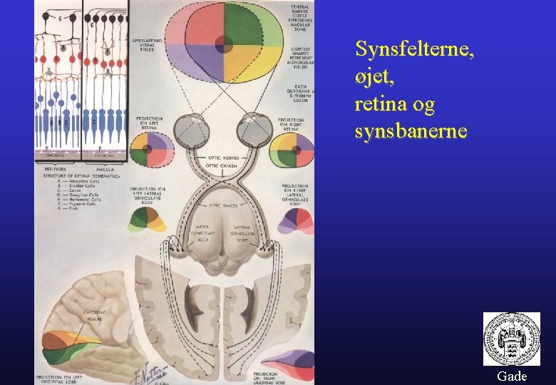 Synsfelterne, øjet, retina og synsbanerne Gade 