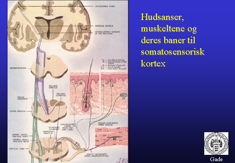 Hudsanser, muskeltene og deres baner til somatosensorisk kortex Gade 