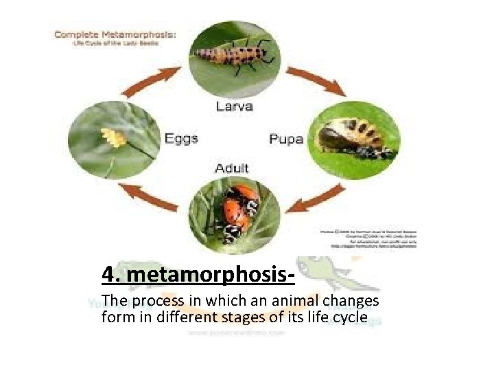 1 embryo A plant or animal in the