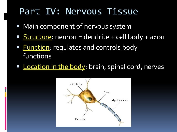 Part IV: Nervous Tissue Main component of nervous system Structure: neuron = dendrite +