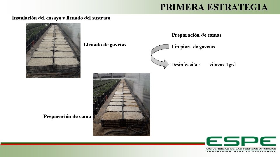 PRIMERA ESTRATEGIA Instalación del ensayo y llenado del sustrato Preparación de camas Llenado de