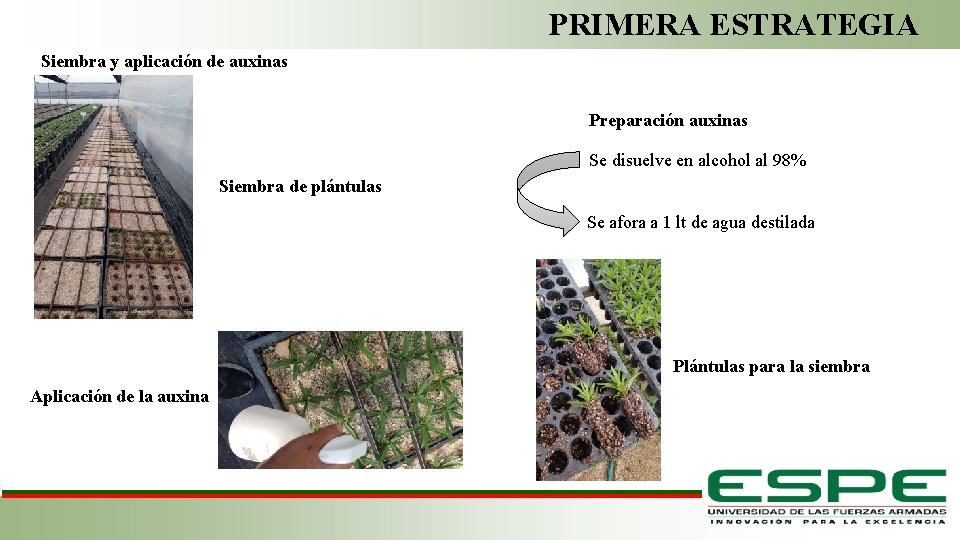 PRIMERA ESTRATEGIA Siembra y aplicación de auxinas Preparación auxinas Se disuelve en alcohol al