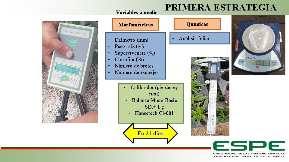 Variables a medir PRIMERA ESTRATEGIA Químicas Morfométricas • • • Diámetro (mm) Peso raíz