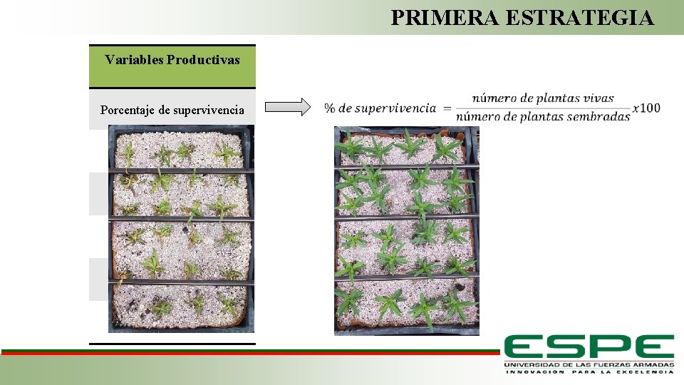 PRIMERA ESTRATEGIA Variables Productivas Porcentaje de supervivencia Fase de Laboratorio 