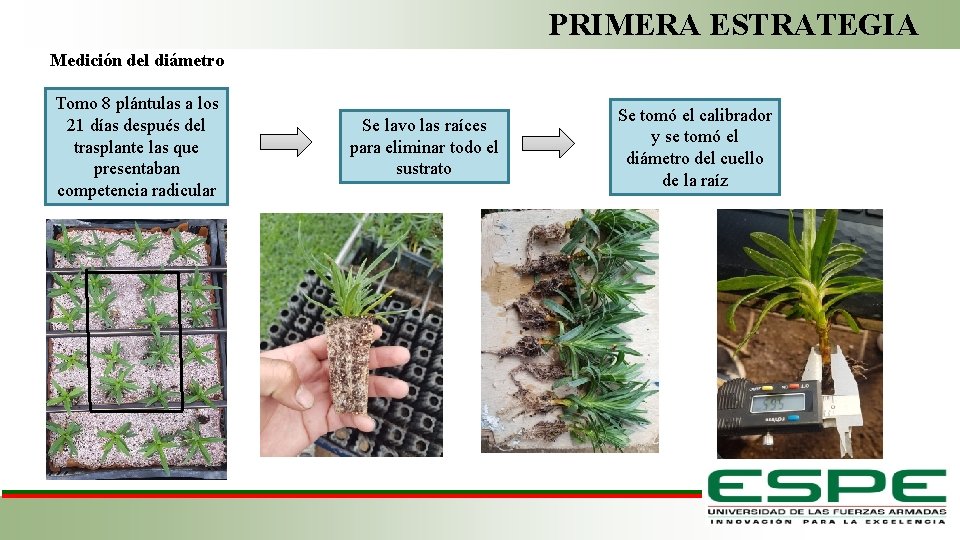 PRIMERA ESTRATEGIA Medición del diámetro Tomo 8 plántulas a los 21 días después del