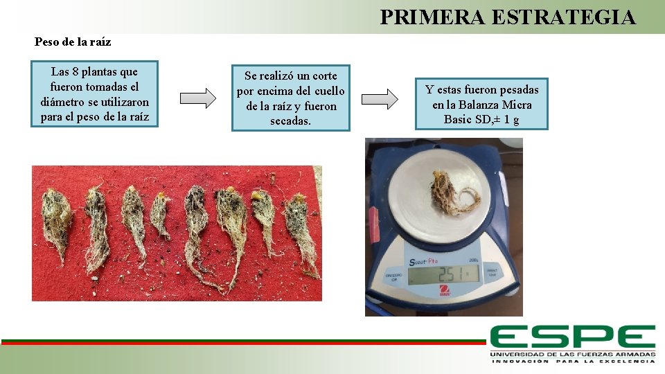 PRIMERA ESTRATEGIA Peso de la raíz Las 8 plantas que fueron tomadas el diámetro