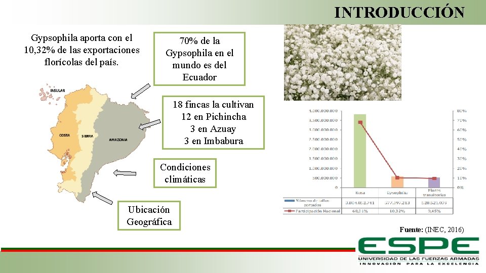 INTRODUCCIÓN Gypsophila aporta con el 10, 32% de las exportaciones florícolas del país. 70%