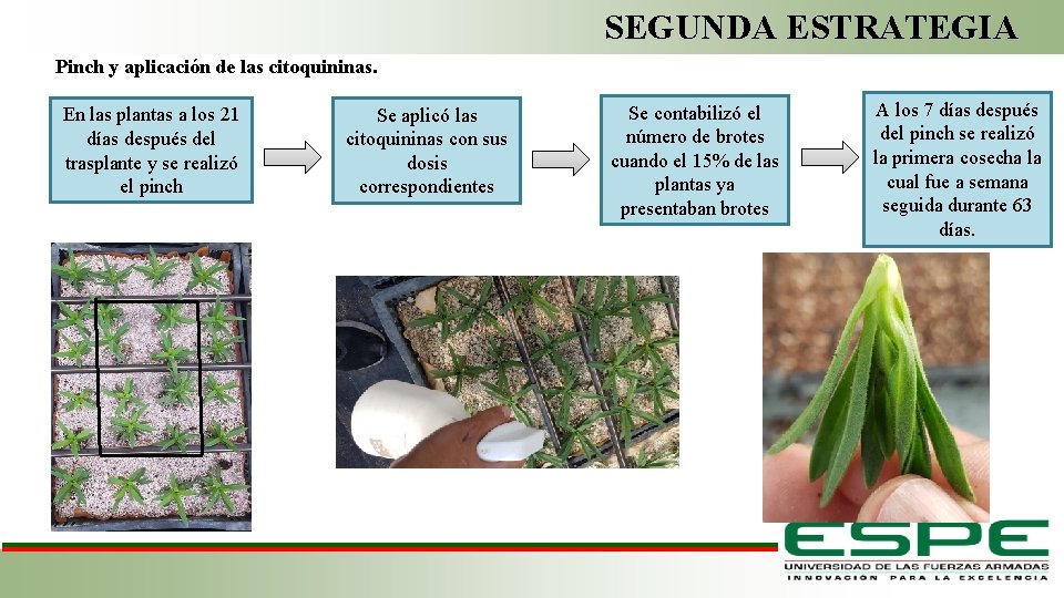 SEGUNDA ESTRATEGIA Pinch y aplicación de las citoquininas. En las plantas a los 21