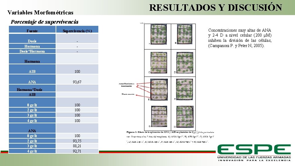 RESULTADOS Y DISCUSIÓN Variables Morfométricas Porcentaje de supervivencia Fuente Supervivencia (%) Dosis Hormona Dosis*Hormona