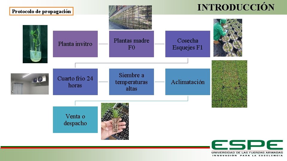 INTRODUCCIÓN Protocolo de propagación Planta invitro Plantas madre F 0 Cosecha Esquejes F 1