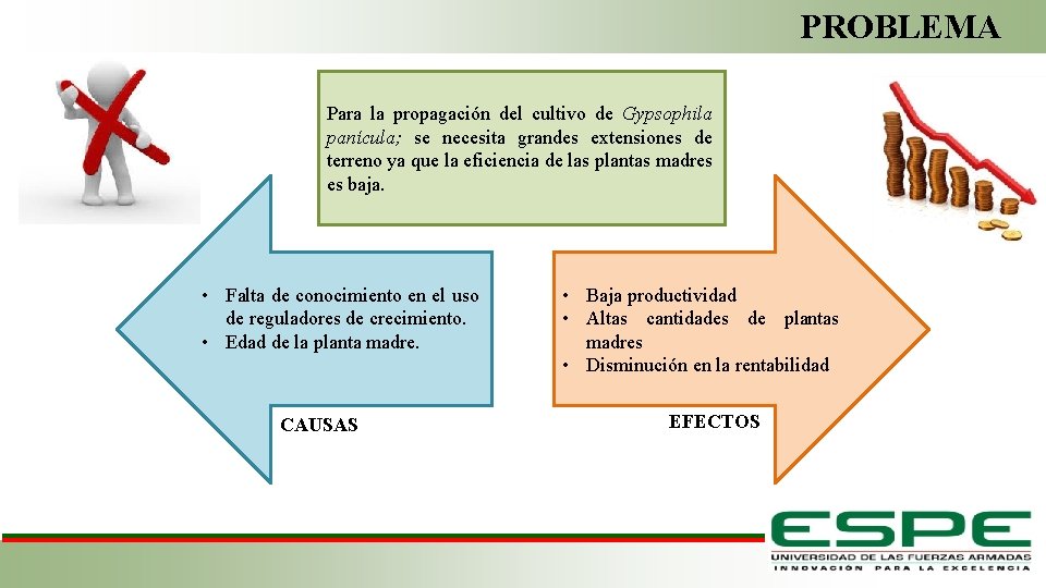 PROBLEMA Para la propagación del cultivo de Gypsophila panícula; se necesita grandes extensiones de