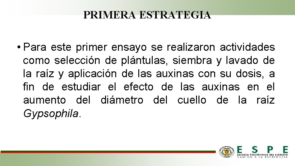 PRIMERA ESTRATEGIA • Para este primer ensayo se realizaron actividades como selección de plántulas,