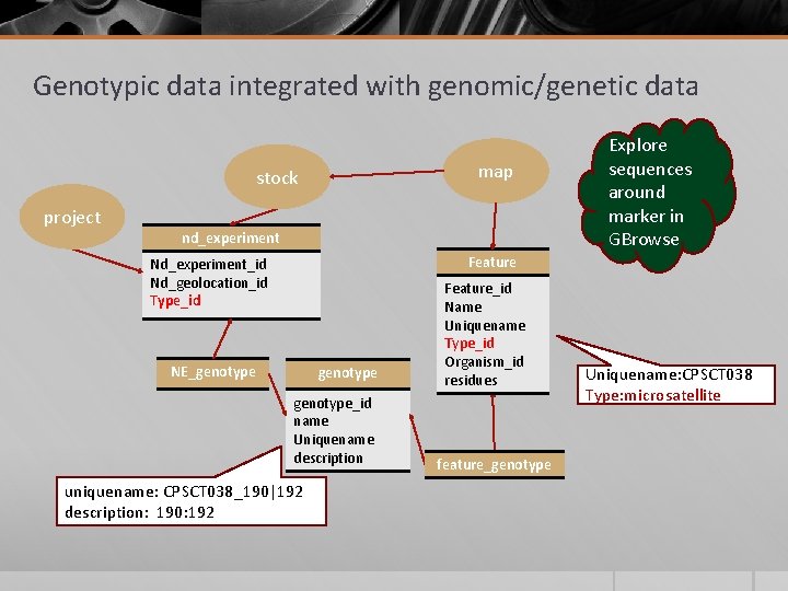 Genotypic data integrated with genomic/genetic data map stock project nd_experiment Explore sequences around marker Genotypic data integrated with genomic/genetic data map stock project nd_experiment Explore sequences around marker