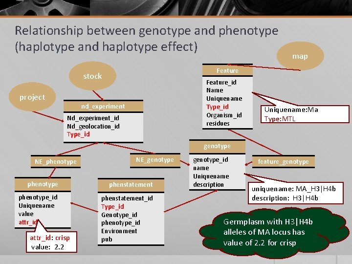 Relationship between genotype and phenotype (haplotype and haplotype effect) Feature stock project map Feature_id