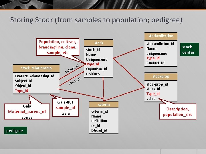 Storing Stock (from samples to population; pedigree) stockcollection Population, cultivar, breeding line, clone, sample,
