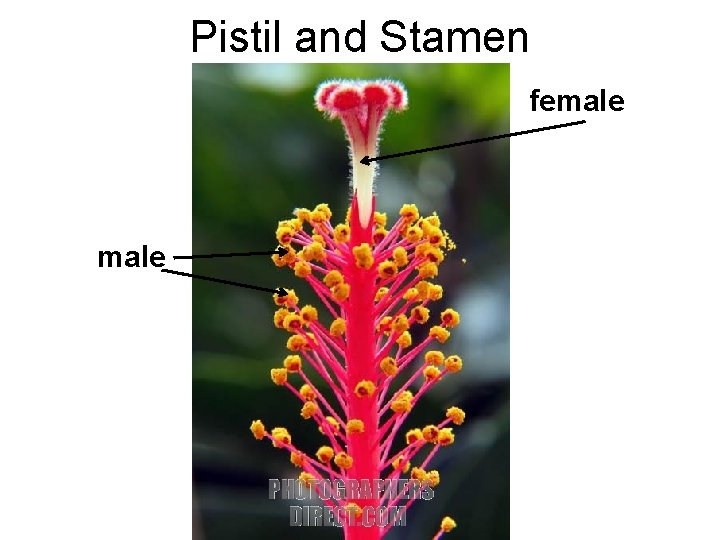 Pistil and Stamen female Pistil and Stamen female
