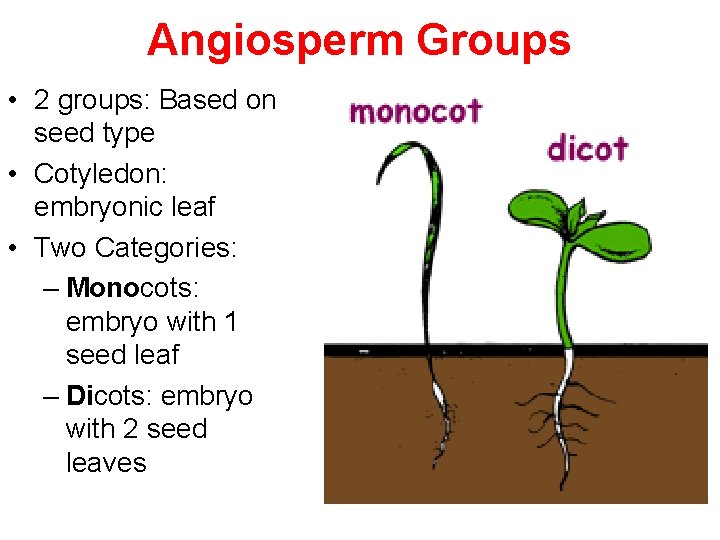 Angiosperm Groups • 2 groups: Based on seed type • Cotyledon: embryonic leaf • Angiosperm Groups • 2 groups: Based on seed type • Cotyledon: embryonic leaf •