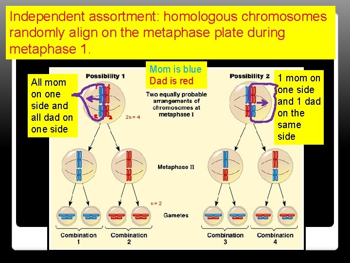 Independent assortment: homologous chromosomes randomly align on the metaphase plate during metaphase 1. All
